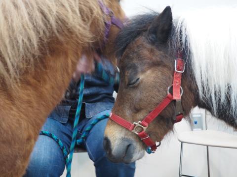 Brown and white mini horse with eyes closed next to lighter colored horse