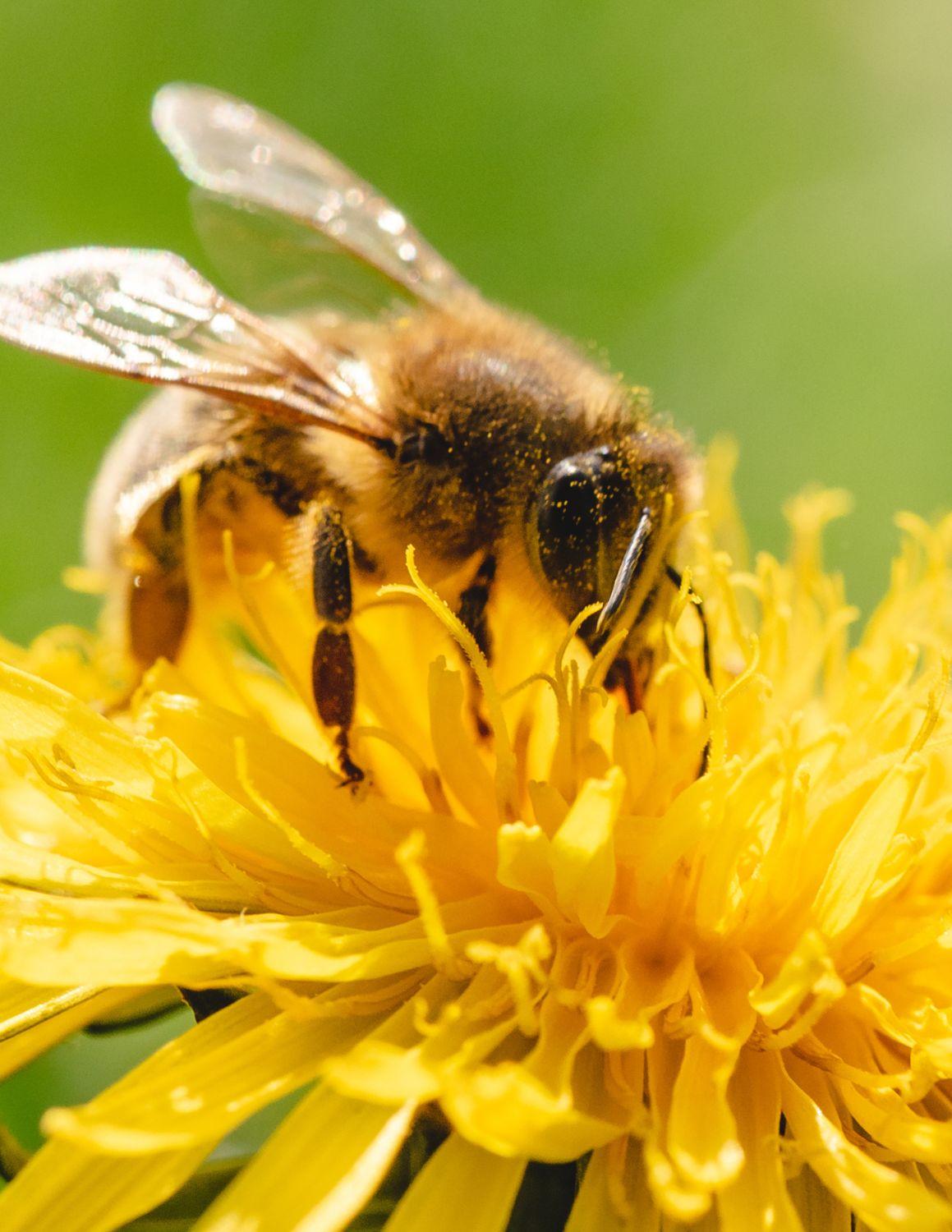 bee on flower